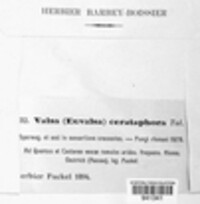 Valsa ceratophora image